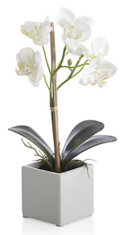 Online Designer Home/Small Office Potted Orchid Plant