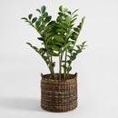 Online Designer Bedroom Faux Zamiifolia Plant