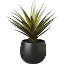 Online Designer Living Room potted succulent with black pot
