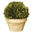 Online Designer Patio Preserved Potted Boxwood Topiary