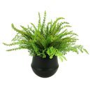Online Designer Living Room Desktop Foliage Plant in Pot