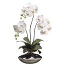 Online Designer Living Room Phalaenopsis Orchid Plant in Ceramic Pot