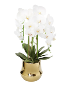 Online Designer Other Orchid Centerpiece in Vase