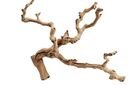 Online Designer Combined Living/Dining Dried Grapewood Branch, Natural, One