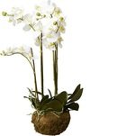 Online Designer Living Room Phalaenopsis Faux Floral Orchids Flowers