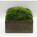 Online Designer Hallway/Entry Moss in Stained Wooden Planter