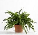 Online Designer Combined Living/Dining Faux Potted Boston Fern Houseplant