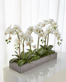Online Designer Combined Living/Dining NDI Orchid Phalaenopsis White Planter Concrete Fin 
