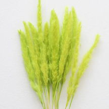 Online Designer Bedroom Chartreuse Dried Pampas Grass - 25-28"