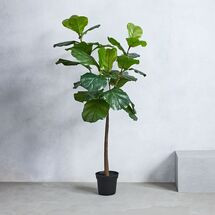 Online Designer Home/Small Office aux Fiddle Leaf Fig Plant