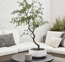 Online Designer Other Faux Bonsai Tree in White Pot