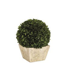 Online Designer Living Room Preserved Boxwood Topiary - Large Dome