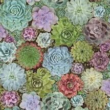 Online Designer Living Room Succulents Peel and Stick Wallpaper