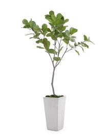 Online Designer Combined Living/Dining Fig Tree