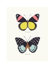 Online Designer Bedroom BUTTERFLY SPECIES 3