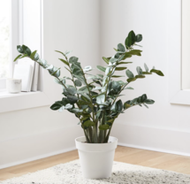 Online Designer Bedroom Faux ZZ Plant