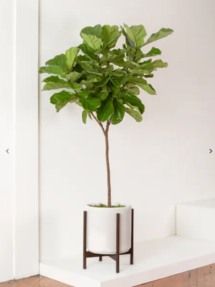 Online Designer Bedroom Fiddle Leaf Fig Tree