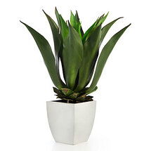 Online Designer Living Room Agave Bush With Square Pot