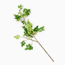 Online Designer Kitchen Faux Common Manzanita Bean Leaf Branch