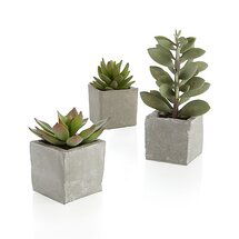 Online Designer Living Room 3-Piece Potted Artificial Succulent Set