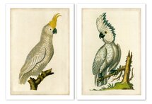 Online Designer Bedroom Cockatoo I and II, 1820 Diptych