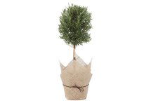 Online Designer Bedroom 17" Rosemary in Burlap, Live