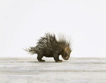 Online Designer Bedroom BABY PORCUPINE