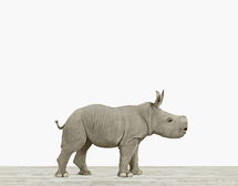 Online Designer Bedroom BABY RHINO