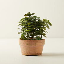 Online Designer Kitchen Faux Potted Jade Plant