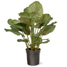 Online Designer Kitchen Calathea Floor Plant in Pot by National Tree Co.