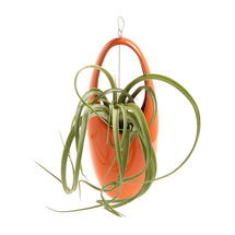 Online Designer Kitchen Orange Hanging Terrarium