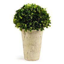 Online Designer Patio Boxwood Topiary in Pot