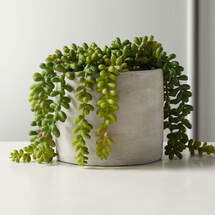 Online Designer Combined Living/Dining FAUX POTTED BURRO'S TAIL 6"