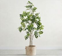 Online Designer Combined Living/Dining Plant