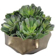 Online Designer Combined Living/Dining Echeveria Succulent Garden in Brass Planter