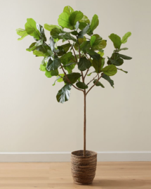 Online Designer Living Room Faux Potted Fiddle Leaf Fig Trees