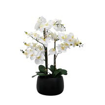 Online Designer Living Room Orchid Arrangement in Vase