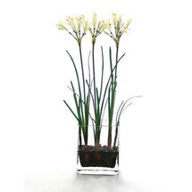 Online Designer Kitchen Waterlook Silk Nerine Lily Bulbs in Glass Vase