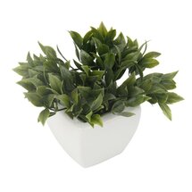 Online Designer Bedroom Boxwood Succulent in Pot