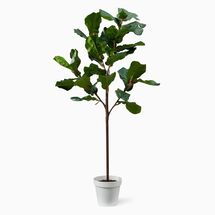 Online Designer Combined Living/Dining Faux potted fiddle leaf fig tree