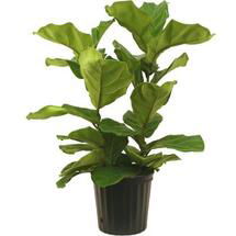 Online Designer Bedroom 10 in. Ficus Pandurata Bush