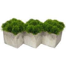 Online Designer Living Room Greenery in Cement