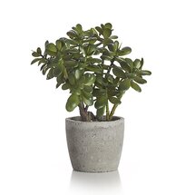 Online Designer Combined Living/Dining Potted Artificial Jade Plant