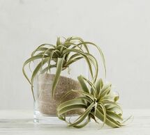 Online Designer Combined Living/Dining Faux Tillandsia Succulent Stem