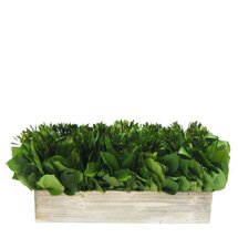 Online Designer Combined Living/Dining Desktop Mixed Plant in Planter