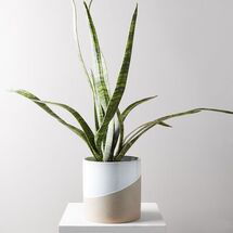 Online Designer Business/Office  Artificial Plants - Potted Snake Plant 