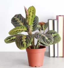 Online Designer Combined Living/Dining Live Red Prayer Plant