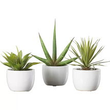 Online Designer Business/Office Aldorough 3 Piece Faux Southwest Succulent Set