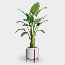 Online Designer Combined Living/Dining BIRD OF PARADISE PLANT | 14"