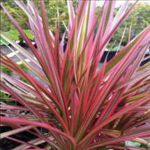 Online Designer Combined Living/Dining American Plant Exchange Dracaena Colorama Dragon Tree